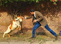 bakra k tewar